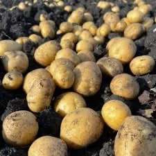 Продаж якісної насіннєвої картоплі у Львівській області: Беллароза