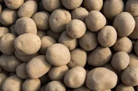 Якісна насіннєва картопля Рів’єра в Харкові