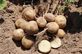 Насіннєва картопля для Хмельницької області - Беллароза