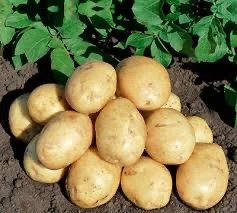 Продаж посадкової картоплі у Житомирській області - Рів’єра