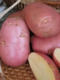 Посадкова картопля Ред Леді Житомирська область купити якісну