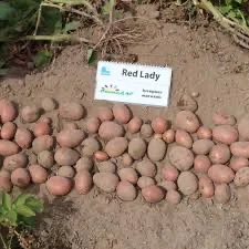 Насіннєва картопля Ред Леді Вінницька область купити вигідно