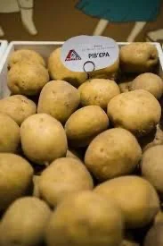 Насіннєва картопля Рів’єра Хмельницька область купити для посадки