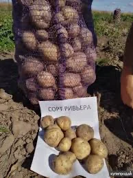 Посадкова картопля Рів’єра Дніпропетровська область купити