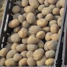 Посадкова картопля Арізона Чернівецька область купити вигідно