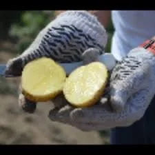 Насіннєва картопля Арізона Черкаська область купити якісну