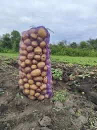 Посадкова картопля Арізона Харківська область купити для посадки