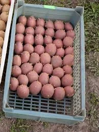 Посадкова картопля Беллароза Волинська область купити вигідно