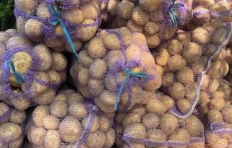 Товарна картопля сорт Коннект