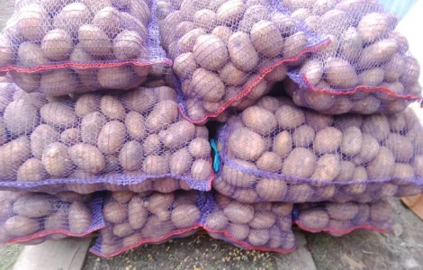 Товарна картопля сорт Коннект у продажу