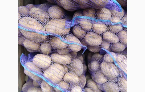 Продам товарну картоплю бернина