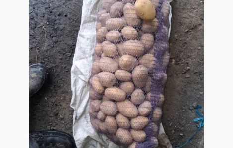 Продается картофель сорта Белая Росса