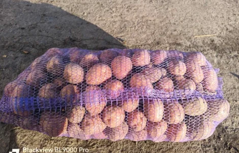 Продам картоплю