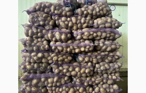 Продам картоплю сорту Арізона оптом від 10 тонн