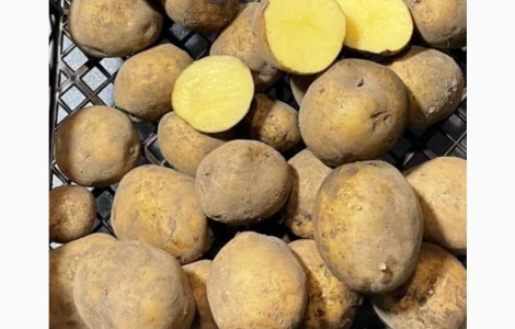 Продам насіннєву посадкову картоплю сорту Рівʼєра. 1 і 2 репродукція