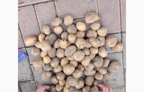 ФГ реалізує насіння картоплі сорту Рівʼєра. Оптом від 10 тонн. 2-га репродукція