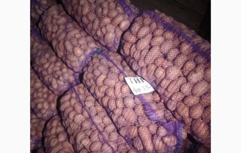 Продам картоплю насіннєву сорт Тирас оптом від 10 тонн