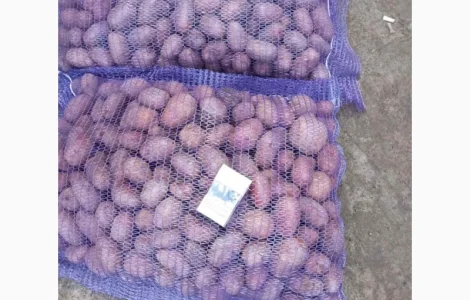 Продам насіннєву картоплю оптом