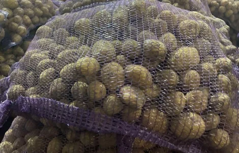 Продам насіння картоплі