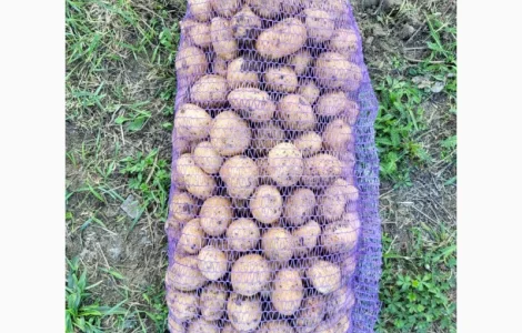 Продам насіння картоплі сорту Рівʼєра. 1