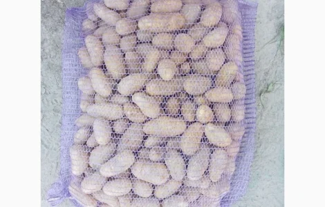 Продаж насіння картоплі сорту Гранада