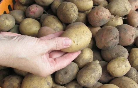 Пропонуємо насіннєву картоплю в Чернігові - 1