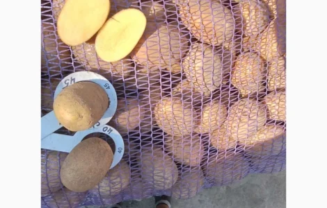 Реалізація насіння картоплі сорту Арізона