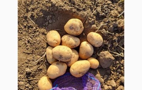 Продам насіння картоплі сорту Арізона. 1