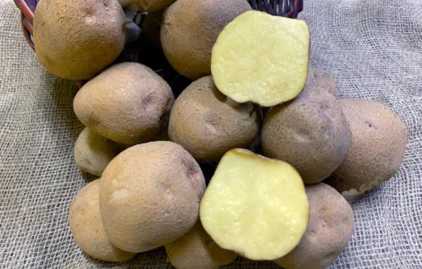 Продаж насіннєвої картоплі в Житомирській області - сорти 1