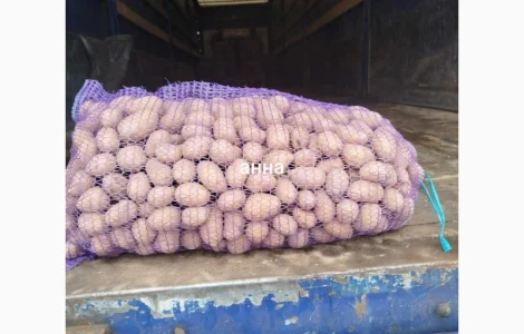 Продам насіння картоплі сорт Королева Анна. Оптом від 10 тонн. Калібр 3-5