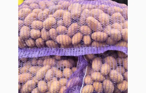 Пропонується насіння картоплі сорту Королева Анна оптом від 10 тонн