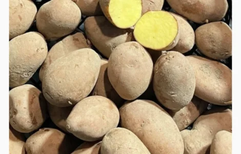 Пропонуємо реалізацію насіннєвої картоплі білих та червоних сортів. Опт від 10 тонн