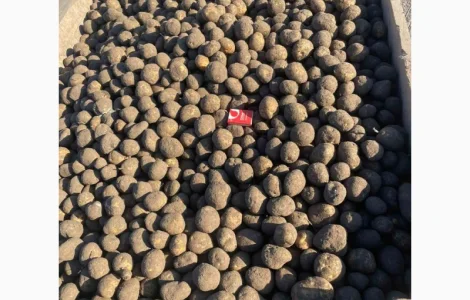 Продам насіннєву картоплю сорту Сюзанна