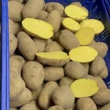 Насіннєва картопля Королева Анна оптом