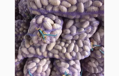 Продам товарну картоплю