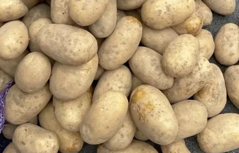 Насіннєва картопля Королева Анна 1-2 репродукція