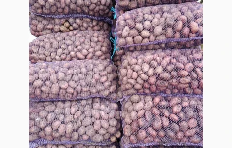 Продам насіннєву картоплю Ред Леді