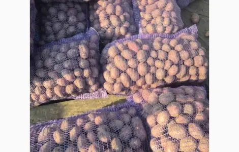 Продам насіннєву картоплю