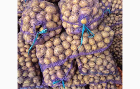 Продам семенной картофель Аризона и Ривьера