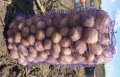 Продам картофель