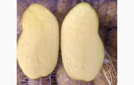 Картопля Гранада – продажа товарной картошки