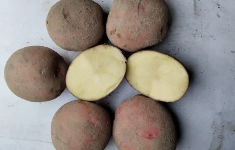 Продам насіннєву картоплю сортів Берніна та Журавінка