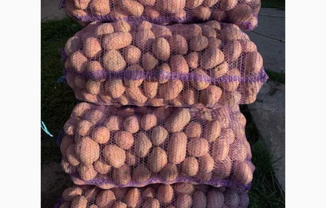 Продам картоплю сорт Біларосса