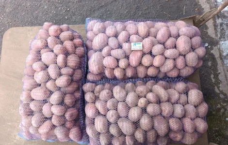 Продам качественную товарную и семенами картошку