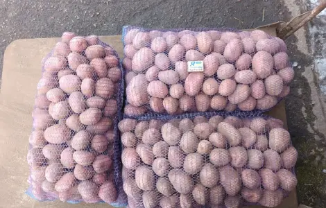 Продам качественный товарный и семенной картофель