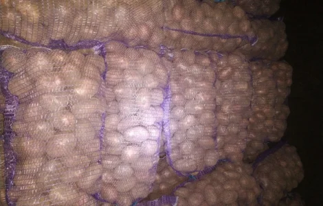 Продам якісну картоплю