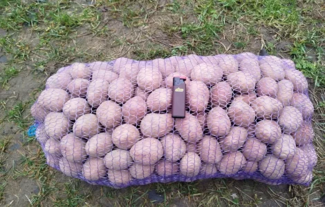 Продам картоплю посадкову