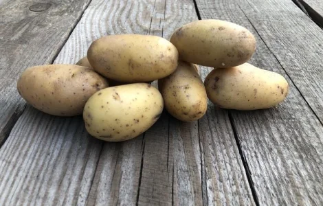 Картопля насіннєва Гранада оптом від 5 тонн