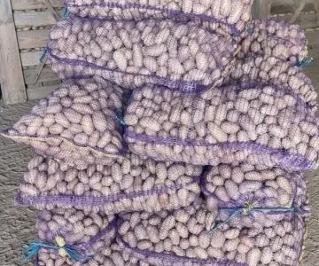 Насіннєва картопля Гранада 1-2 репродукція