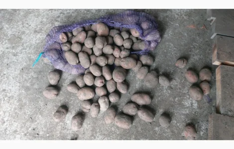 Продам товарну картоплю